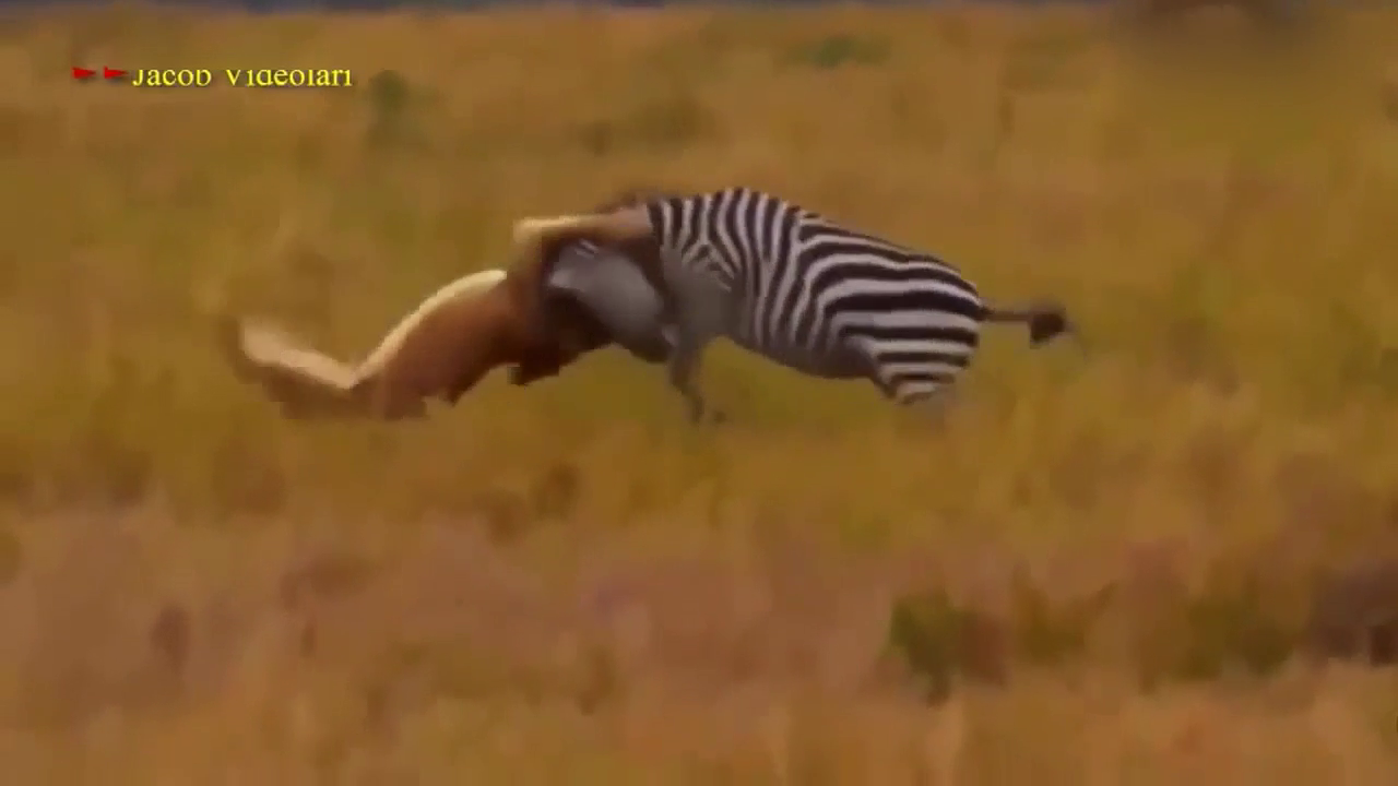 假如动物都是胖子会怎样? 圆滚滚的动物世界-小狗篇