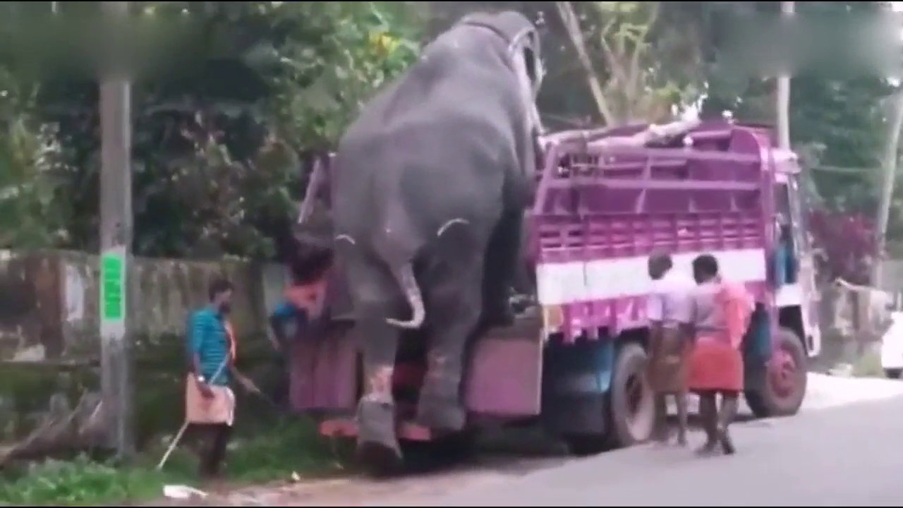 几吨重的大象自己从卡车上下来，默默的心疼卡车2秒钟