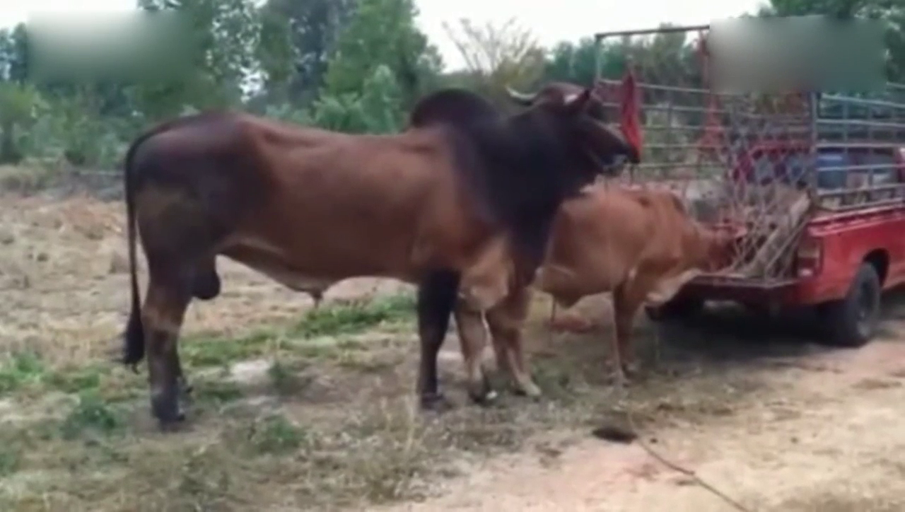大黄牛趁着小黄牛被卡车挡住去路，跟在后面想练习一下骑马