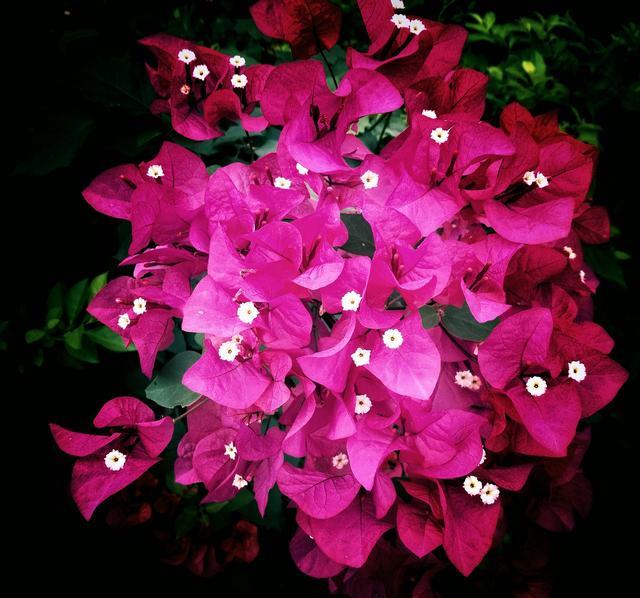 你的三角梅、君子兰、月季等花草为啥不开花?