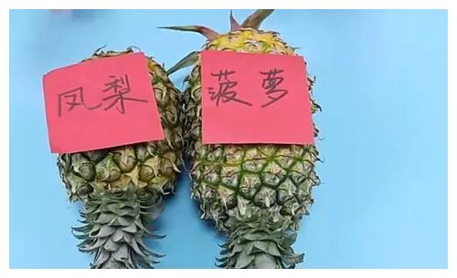 凤梨和菠萝到底有什么区别？我也是今天才明白的，学会别再瞎买了