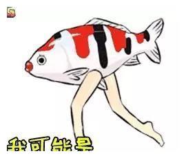 三款热销“锦鲤” 助你实力收割各类“小确幸”