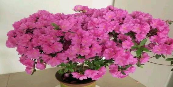 你知道怎么养殖杜鹃花吗这里有一些秘诀,很简单的