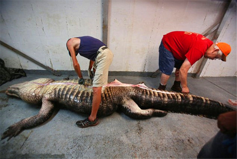 世界上最大的短吻鳄鱼被捕获,剥开肚子后却发现了不可