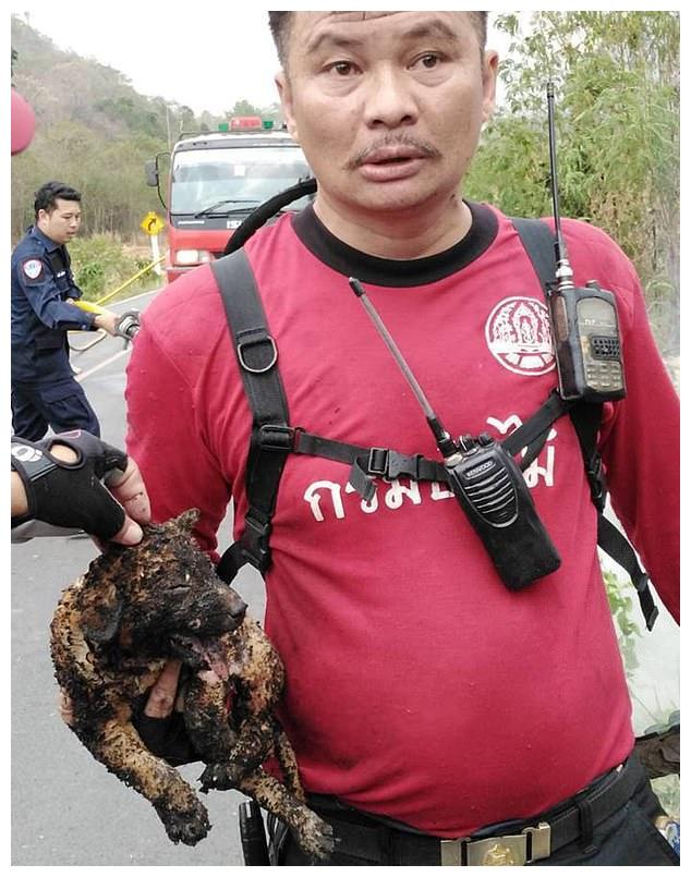 两只小奶狗,被山火烤得跟炭一样,消防员:山民不要放火!