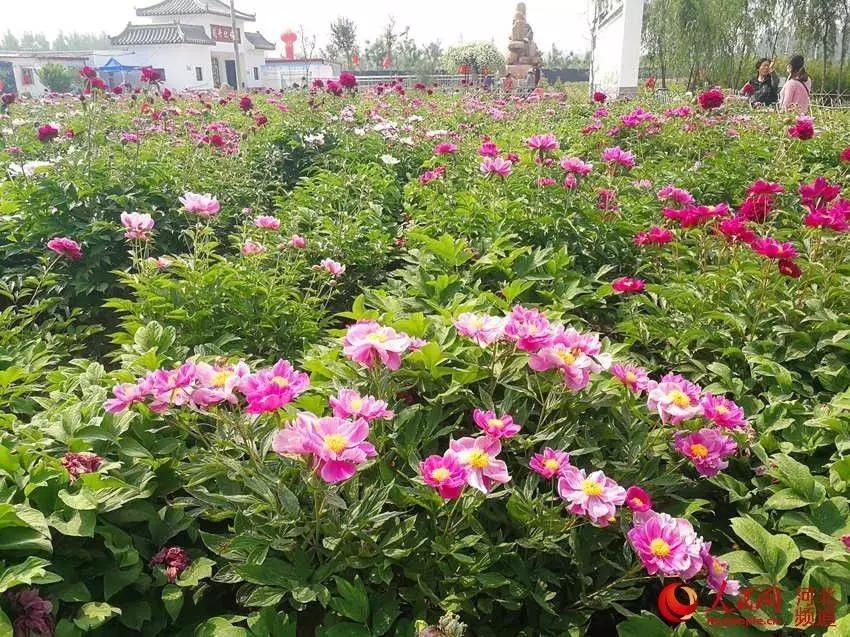 热点问题：邯郸广平县小巷子有哪些地方：2025年邯郸广平县小巷子推荐地点与深度体验