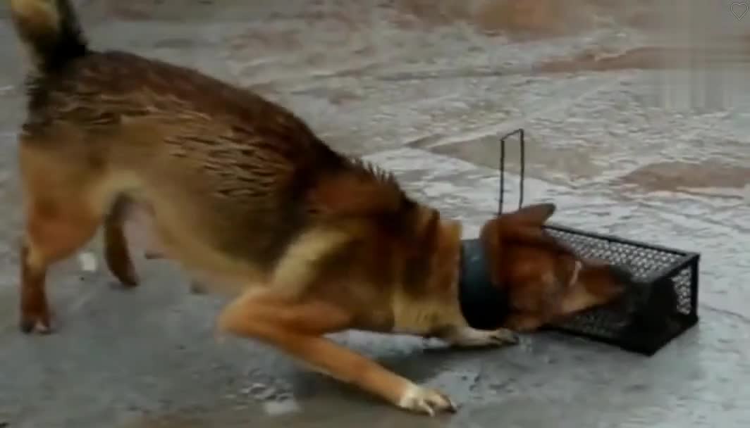 这才是中华田园犬的本性,真正的狗拿耗子多管闲事!