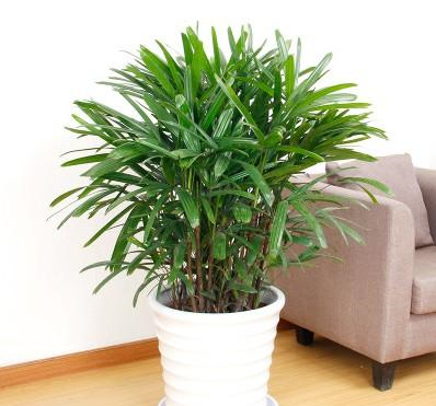棕竹又称观音竹是适合家养盆栽的植物.
