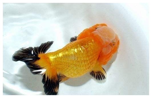 什么水什么鱼的成语_缘什么鱼成语(3)