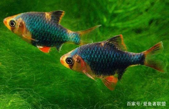 闪烁着绿色光芒的绿虎皮鱼该如何饲养和虎皮鱼有什么不同吗|虎皮鱼|光芒