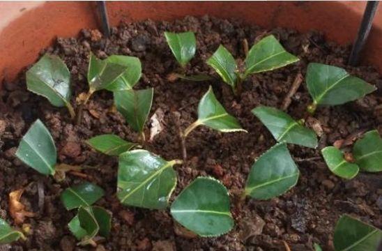 茶花别去花店买了,3种简单繁殖方法任你选,还能养成盆景!