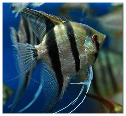 饲养银龙鱼，选择燕鱼还是鹦鹉鱼混养比较好？