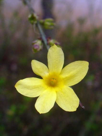 迎春花、野迎春和连翘,你能分得清? 迎春花、野迎春和连翘,你能分得清?