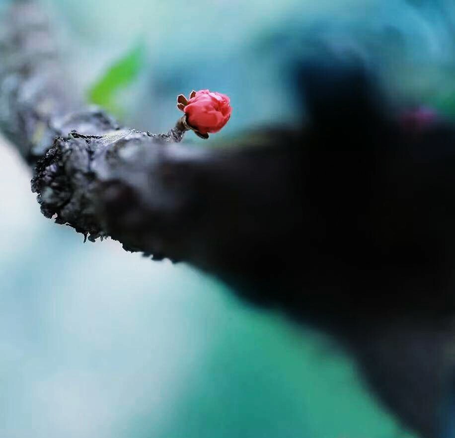 奋斗,把希望种在心里,把梦想植在心间…