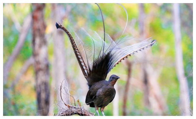 澳大利亚琴鸟:动物界的口技大师,能够模仿数百