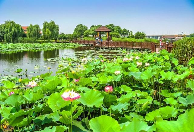江南最大的荷花主题公园——荷塘月色湿地公园