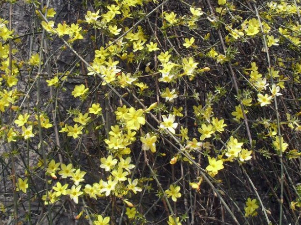 迎春花、野迎春和连翘,你能分得清? 迎春花、野迎春和连翘,你能分得清?