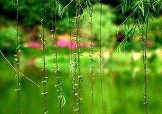 《初春小雨》 唐代:韩愈 天街小雨润如酥,草色遥看近却无.