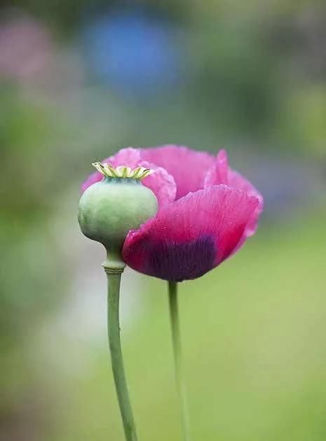 世界上最美丽的花 罂粟花 充满诱惑 却也内藏杀机