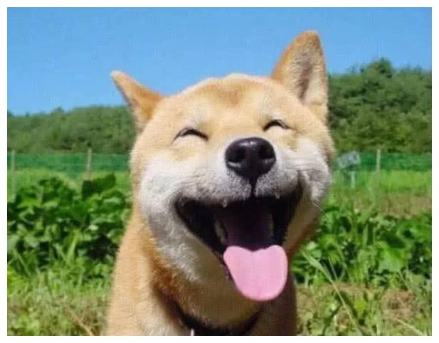 戏精"柴犬"5种表情,第三个像明星,看到最后忍不住笑了