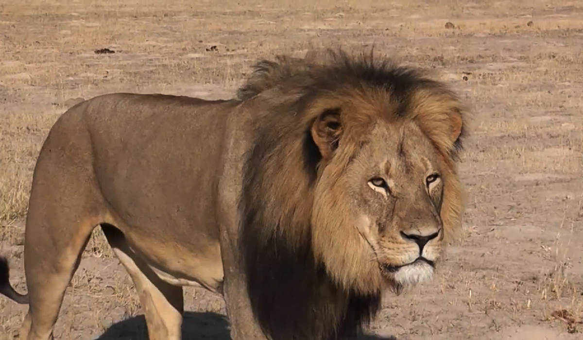 什么什么雄狮成语_雄狮长什么样子图片(2)