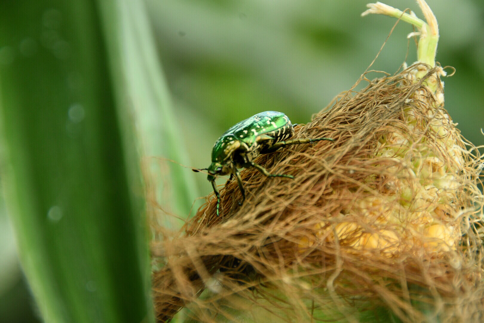 首次!82年宣布灭绝的阳彩臂金龟:青城山首次发现自...
