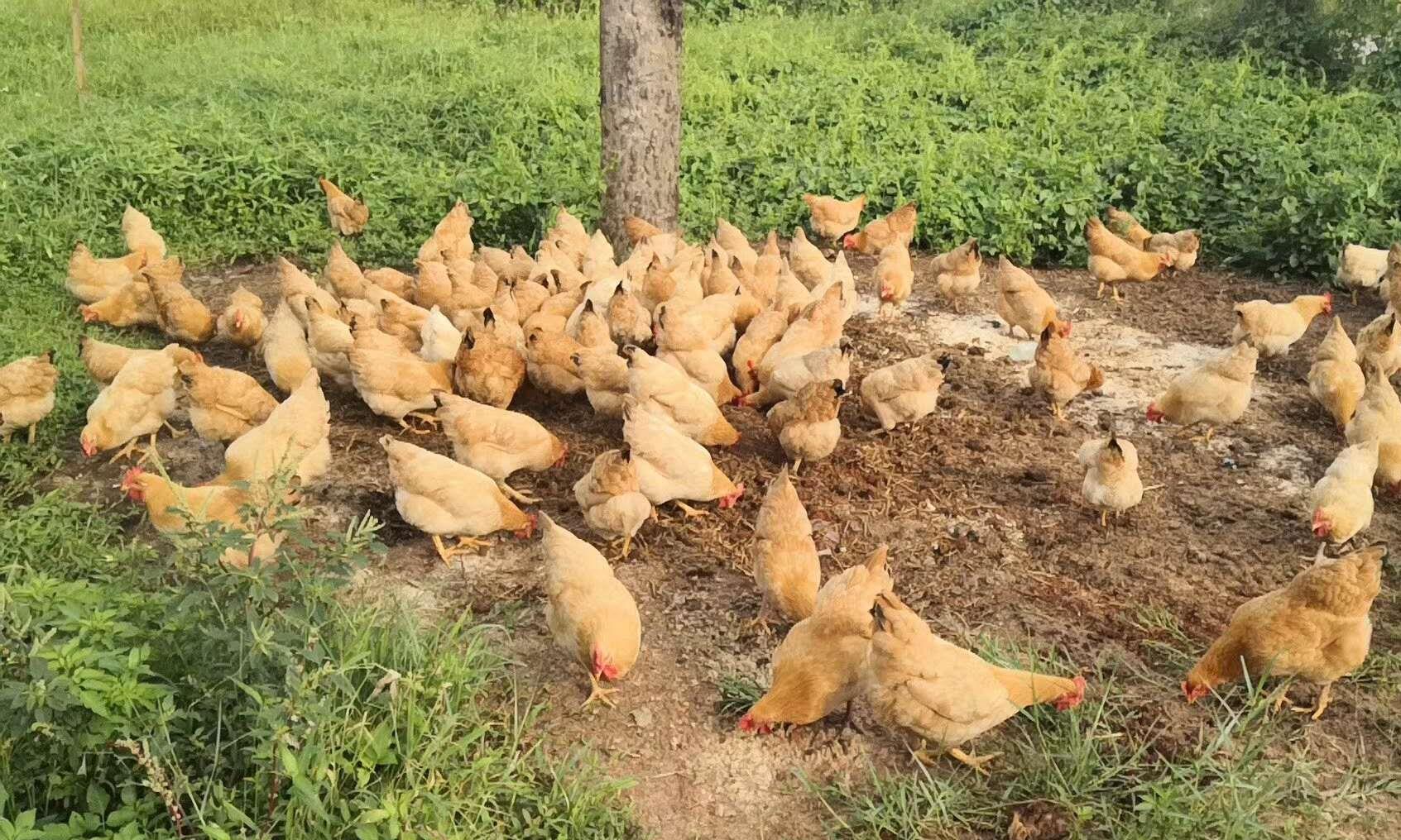 9个具有观赏性的鸡品种，你知道几种？