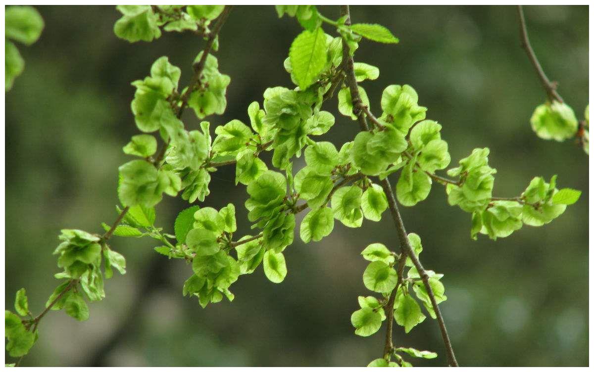 对春天的欢喜,都藏在妈妈蒸的一碗榆钱里
