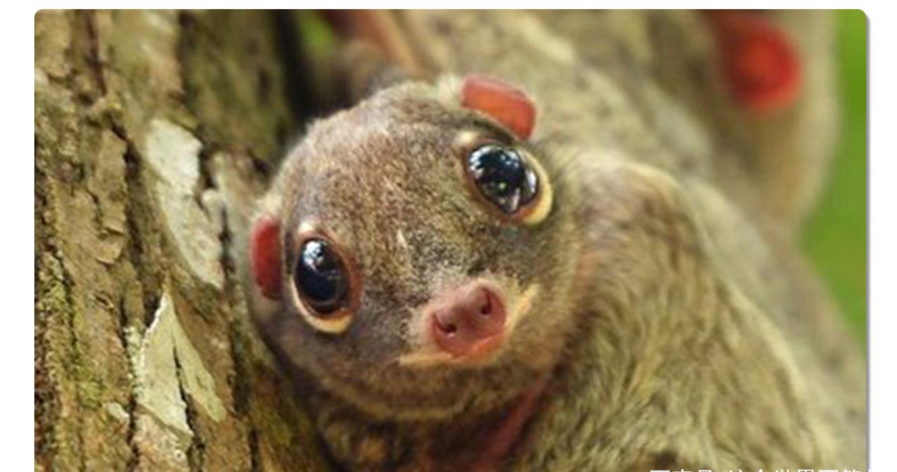 猴子和猫在火旁边猜成语_看图猜成语(2)