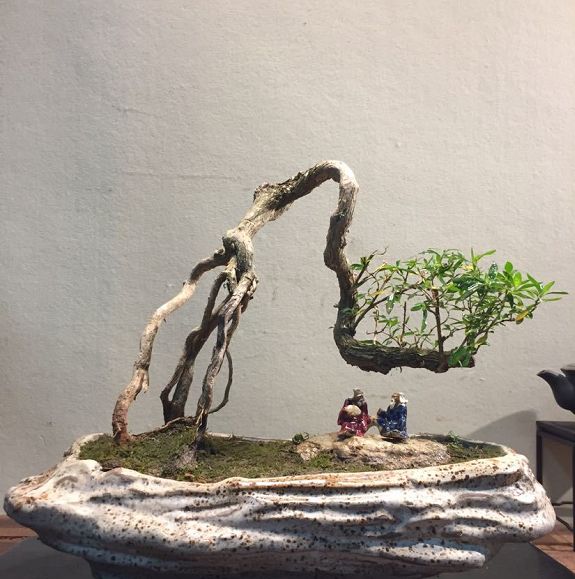 名师盆景作品欣赏:盆景造型云崖飞翠,海底捞月,风姿雅韵!