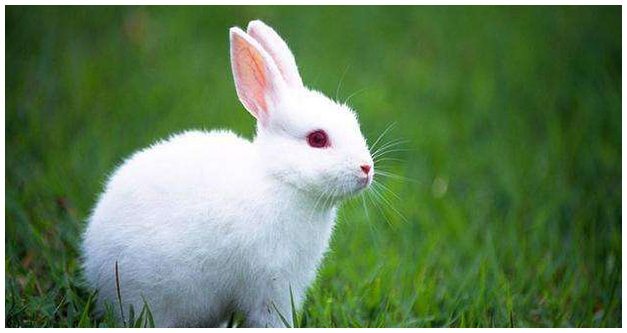 兔狲这么可爱的动物,为什么没人当宠物养?...