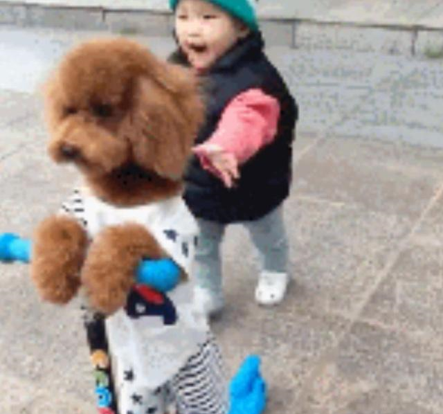 女儿不会玩滑板车,泰迪看后跃跃欲试,小主人看呆带带我