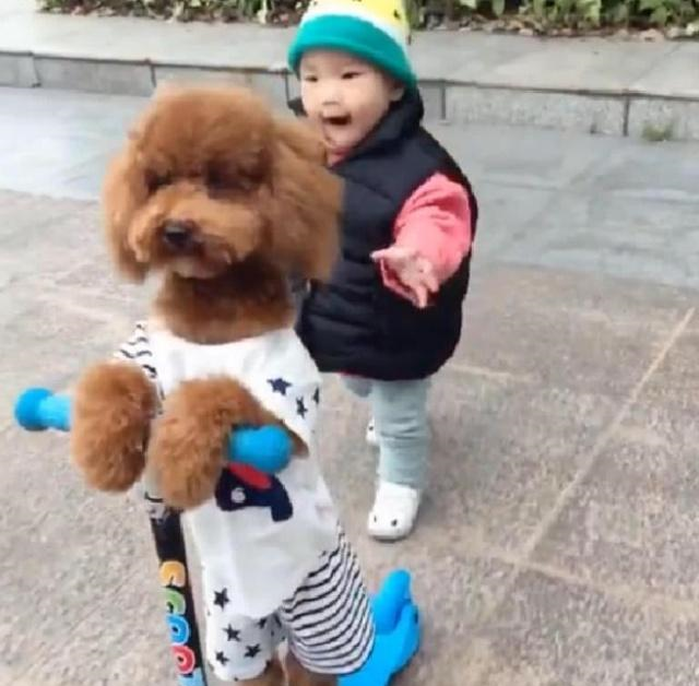 女儿不会玩滑板车,泰迪看后跃跃欲试,小主人看呆带带我