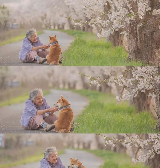 樱花树下85岁奶奶和柴犬一张照片,岁月静好,愿