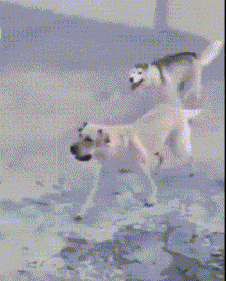 搞笑gif:哈士奇从来没有让人失望过,这个脸刹堪称完美