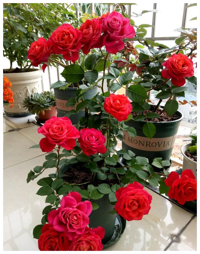 全年可开花,漂亮似玫瑰花,植株低矮,栽培容易,此盆栽值得拥有