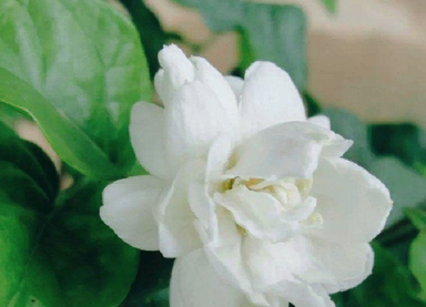 茉莉加什么花好看 5770-huqrnap4412372.bmp