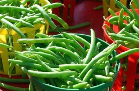 四季豆和豇豆 新浪(移动端)