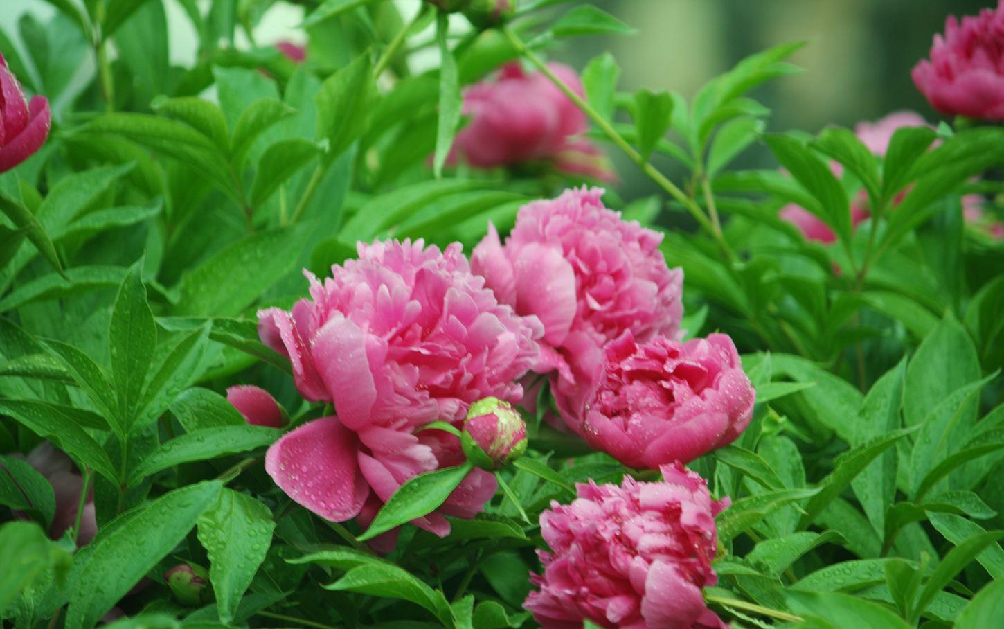 这几种花卉便宜漂亮又好养,花开绚丽缤纷,香气扑鼻,真养眼!