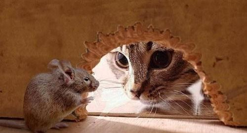 为什么说猫是老鼠的天敌呢