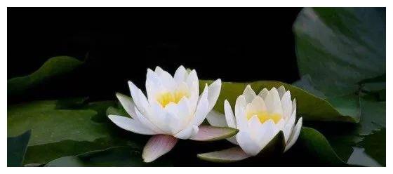 中国汽车行业谁最佛系?泛亚拈花一笑