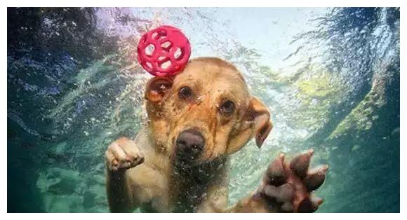 法斗在宠物店游泳溺亡 | 你确定你家狗真的能游