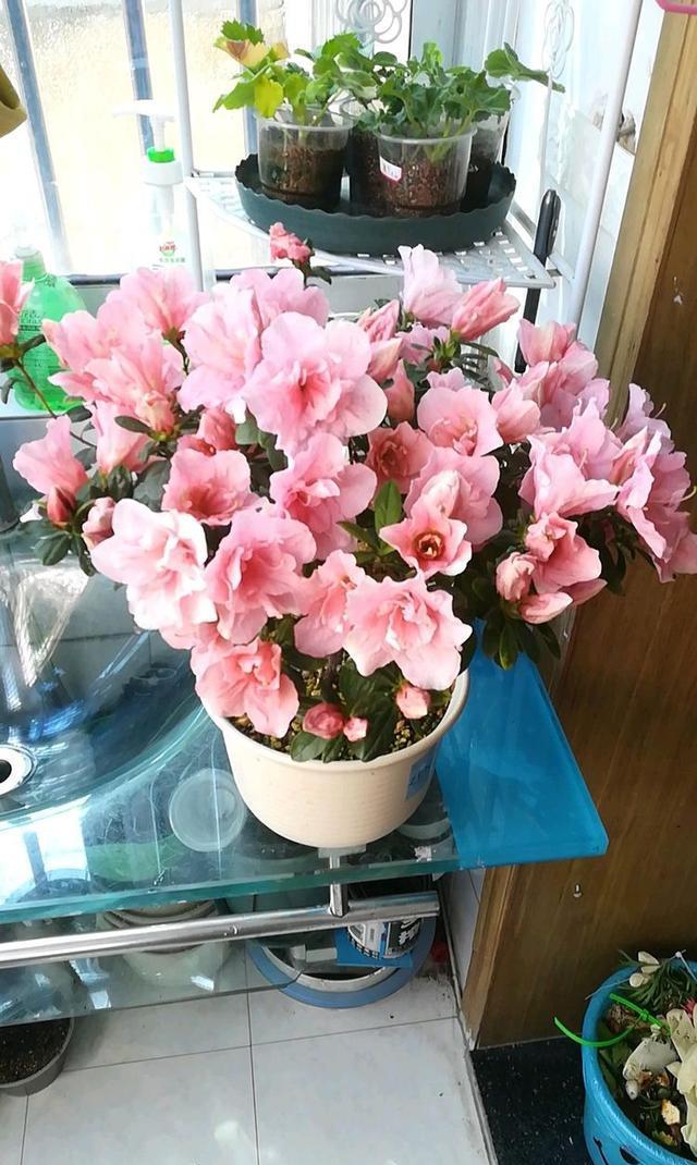 喜欢养花,不如养小桃红杜鹃花,花开如粉嫩少女,可爱美丽好养养
