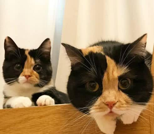 猫妈生下只小猫咪，母女像克隆的一样，网友猫爸是打酱油的吗