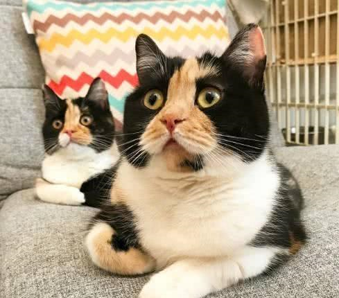 猫妈生下只小猫咪，母女像克隆的一样，网友猫爸是打酱油的吗