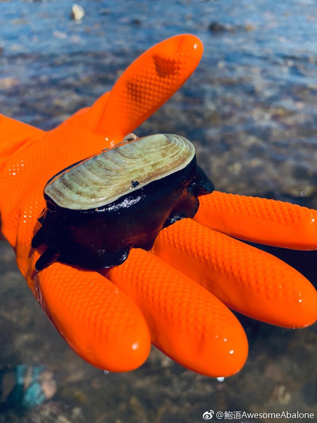 壳薄肉厚大象螺