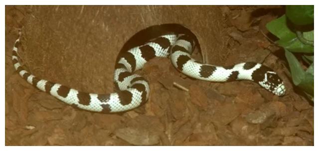 几个令人震惊关于蛇的故事,蛇没有耳朵,甚至吃