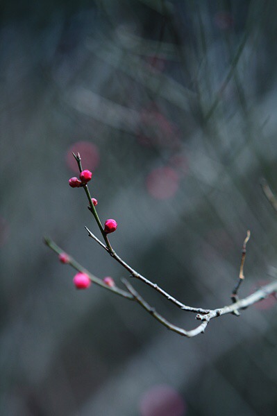 六出飞花休漫舞,一枝春信到江南