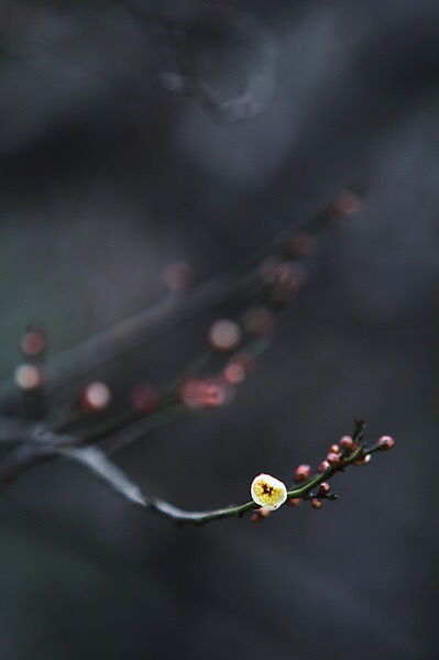 六出飞花休漫舞,一枝春信到江南