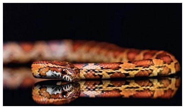 几个令人震惊关于蛇的故事,蛇没有耳朵,甚至吃